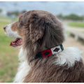 {{ Leather_belt }} - {{ Gaucho_House }} {{ Accesory_Belts }}
