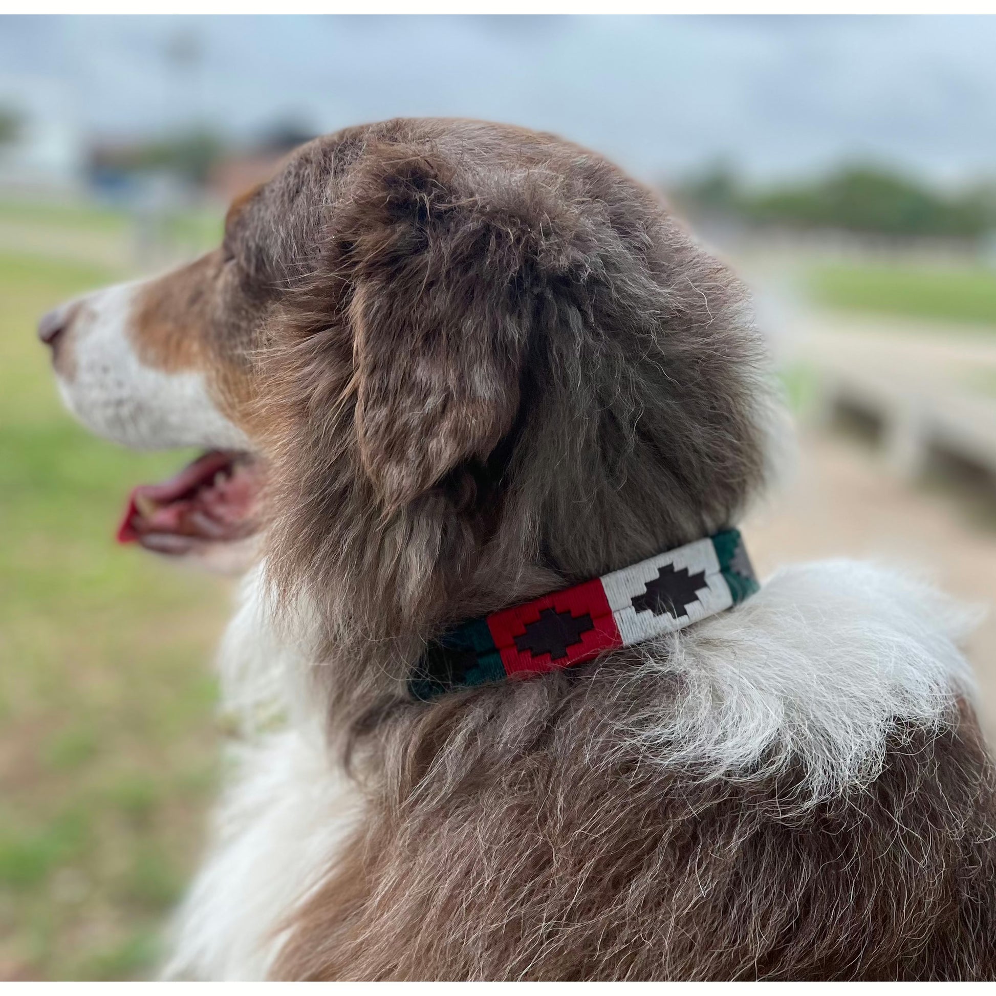 {{ Leather_belt }} - {{ Gaucho_House }} {{ Accesory_Belts }}